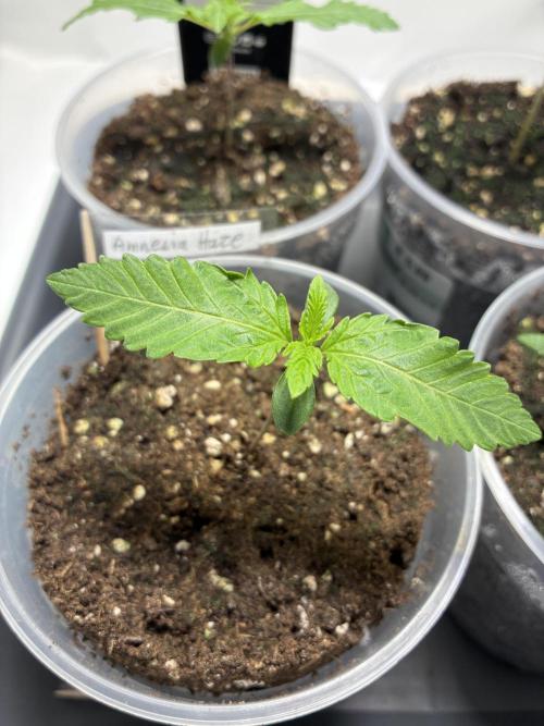 Auto Strains 2026. Week 1