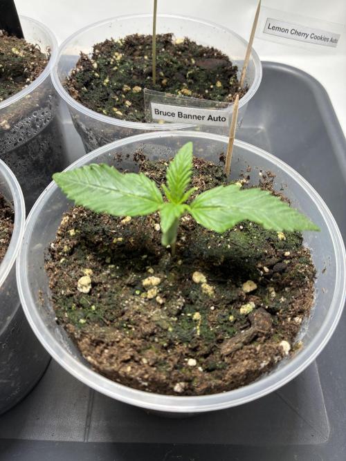 Auto Strains 2026. Week 1
