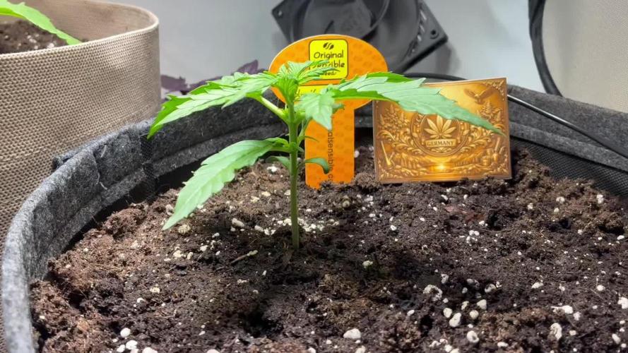 Black Orchid Auto (CCG - Sensible Seeds)