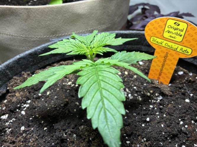 Black Orchid Auto (CCG - Sensible Seeds). Week 2