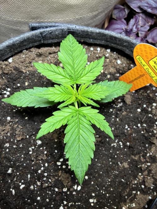 Black Orchid Auto (CCG - Sensible Seeds). Week 2