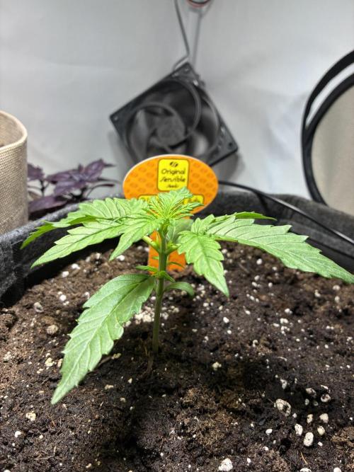 Black Orchid Auto (CCG - Sensible Seeds). Week 2