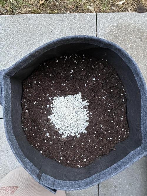 Black Orchid Auto (CCG - Sensible Seeds). Week 2 - EPN fertilizer