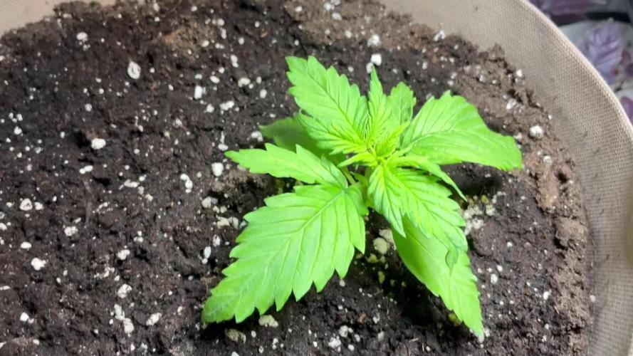 Purple Haze Auto (CCG - Sensible Seeds)