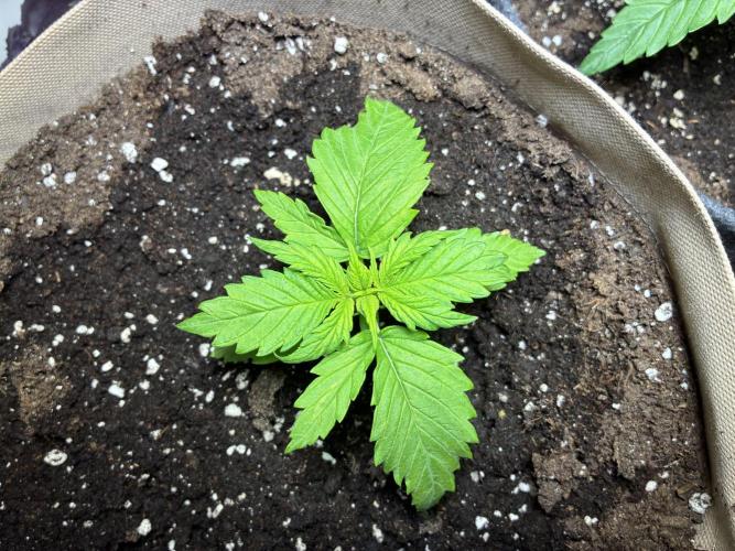 Purple Haze Auto (CCG - Sensible Seeds). Week 2