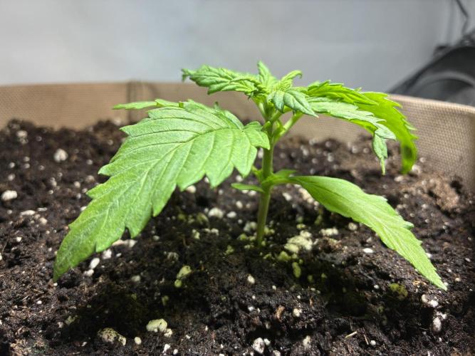 Purple Haze Auto (CCG - Sensible Seeds). Week 2