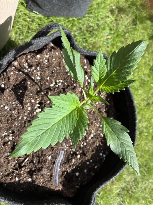 Auto Strains 2026. Week 2