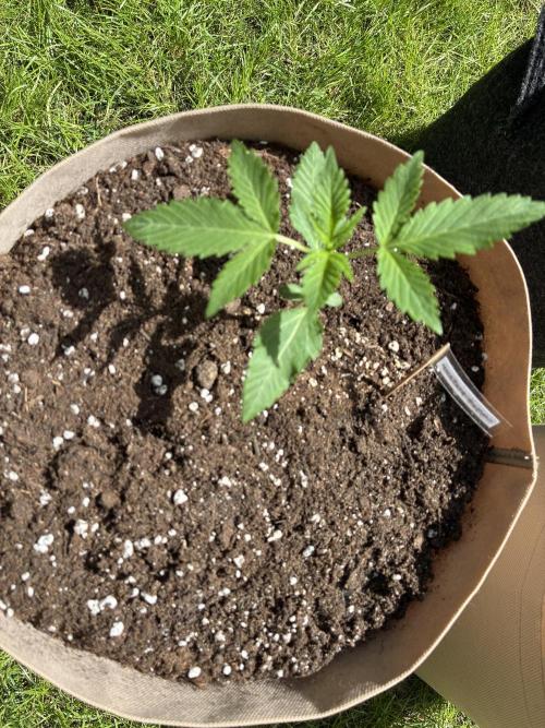 Auto Strains 2026. Week 2