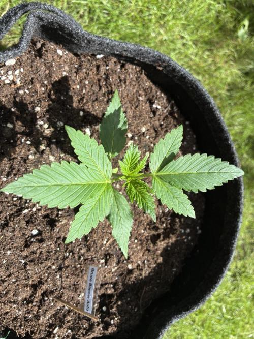 Auto Strains 2026. Week 2