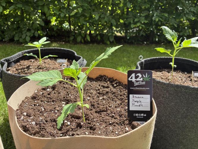 Auto Strains 2026. Week 2