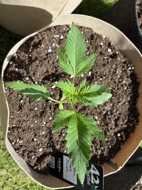 Auto Strains 2026. Week 2