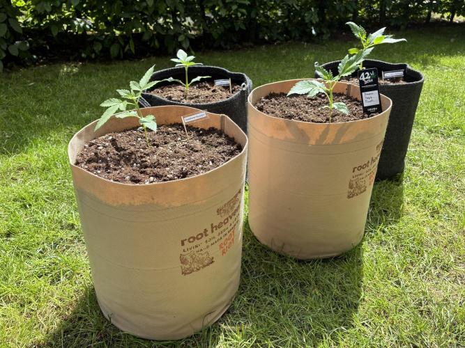 Auto Strains 2026. Week 2