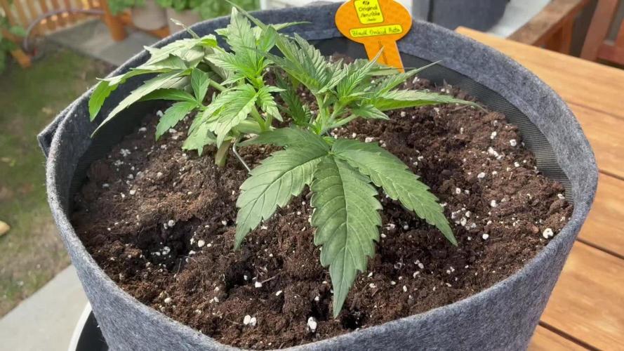 Black Orchid Auto (CCG - Sensible Seeds)