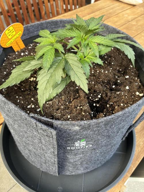 Black Orchid Auto (CCG - Sensible Seeds). Week 3