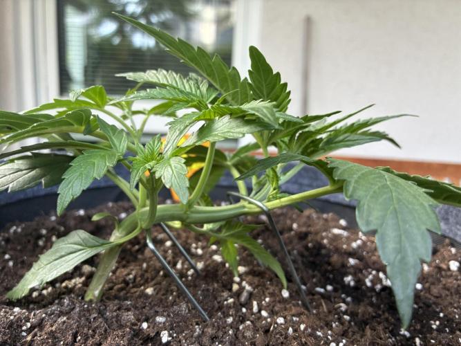 Black Orchid Auto (CCG - Sensible Seeds). Week 3