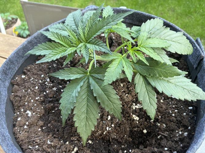 Black Orchid Auto (CCG - Sensible Seeds). Week 3