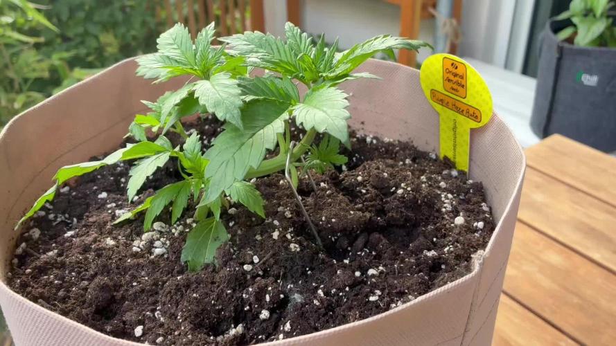 Purple Haze Auto (CCG - Sensible Seeds)