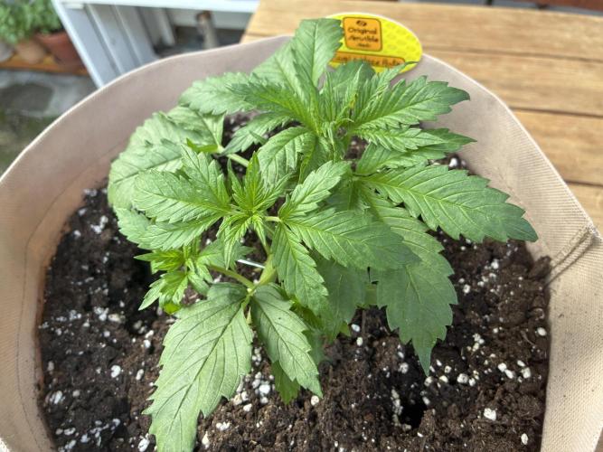 Purple Haze Auto (CCG - Sensible Seeds). Week 3