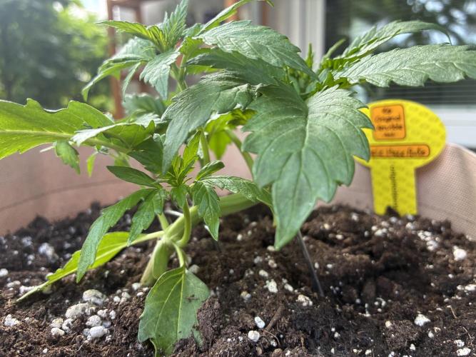 Purple Haze Auto (CCG - Sensible Seeds). Week 3