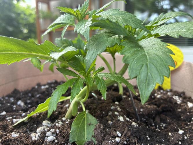 Purple Haze Auto (CCG - Sensible Seeds). Week 3