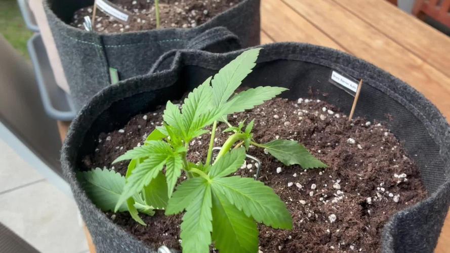 Auto Strains 2026