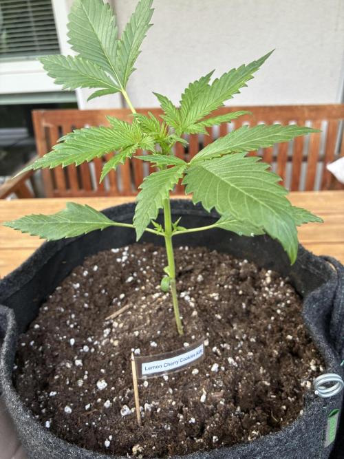 Auto Strains 2026. Week 3