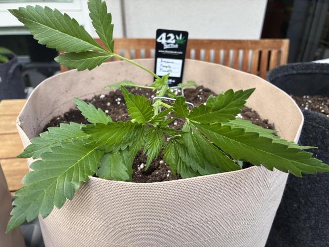 Auto Strains 2026. Week 3