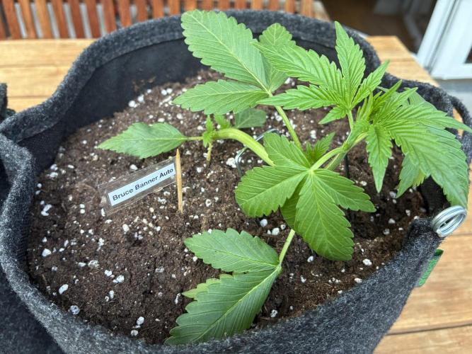 Auto Strains 2026. Week 3