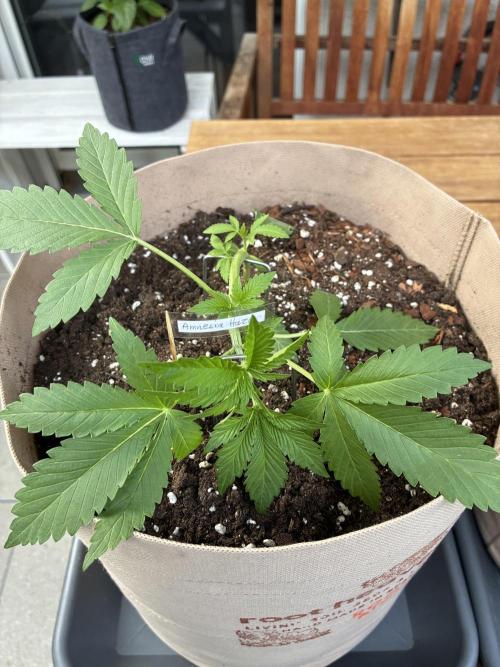 Auto Strains 2026. Week 3
