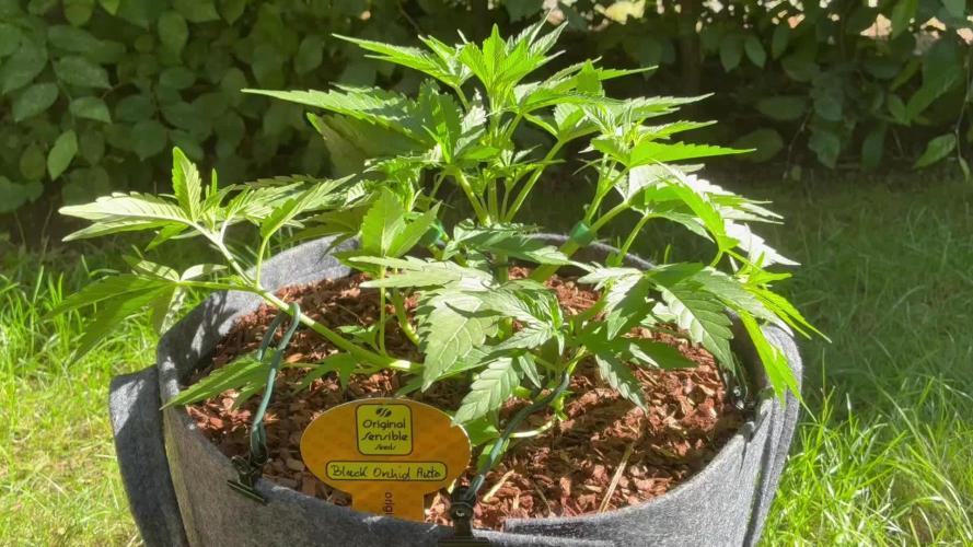 Black Orchid Auto (CCG - Sensible Seeds)