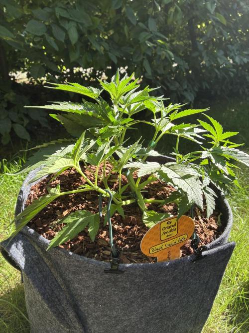 Black Orchid Auto (CCG - Sensible Seeds). Week 4