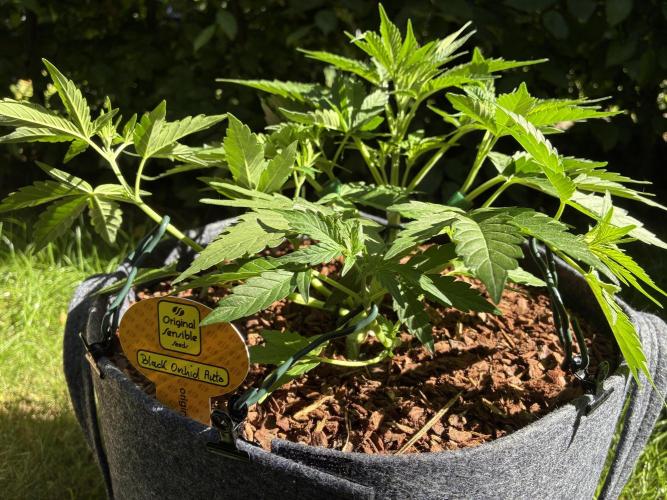 Black Orchid Auto (CCG - Sensible Seeds). Week 4