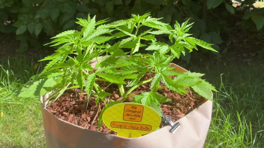 Purple Haze Auto (CCG - Sensible Seeds)
