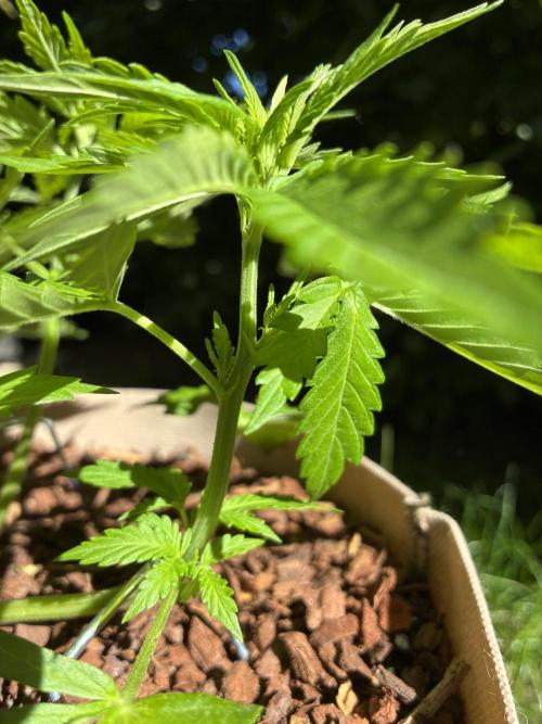 Purple Haze Auto (CCG - Sensible Seeds). Week 4