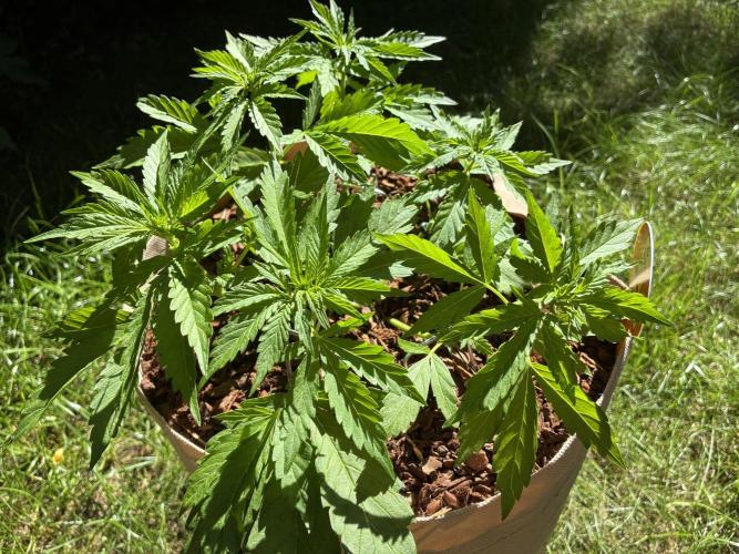 Purple Haze Auto (CCG - Sensible Seeds). Week 4