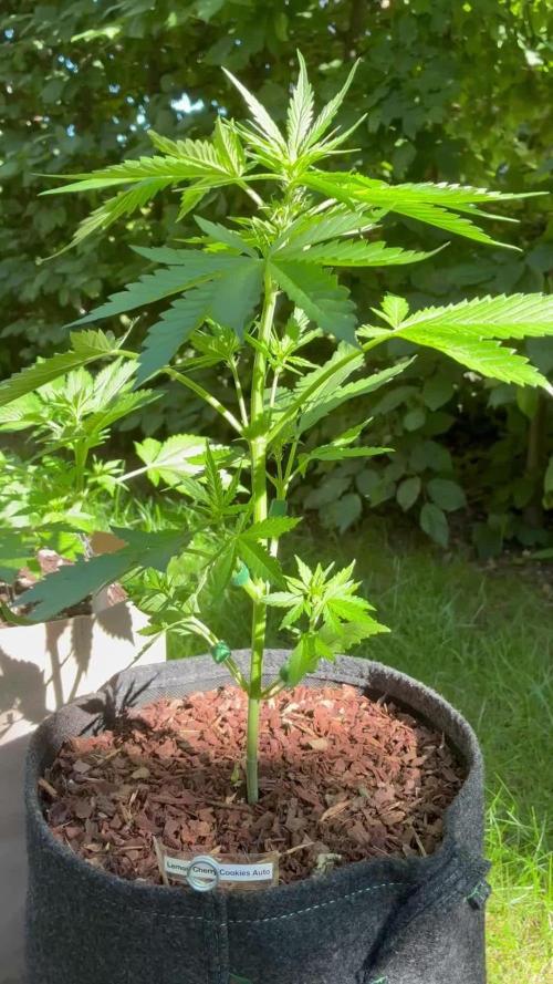 Auto Strains 2026