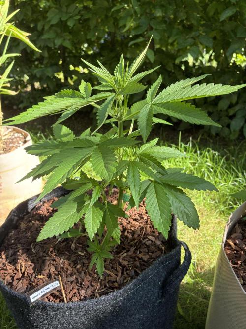 Auto Strains 2026. Week 4
