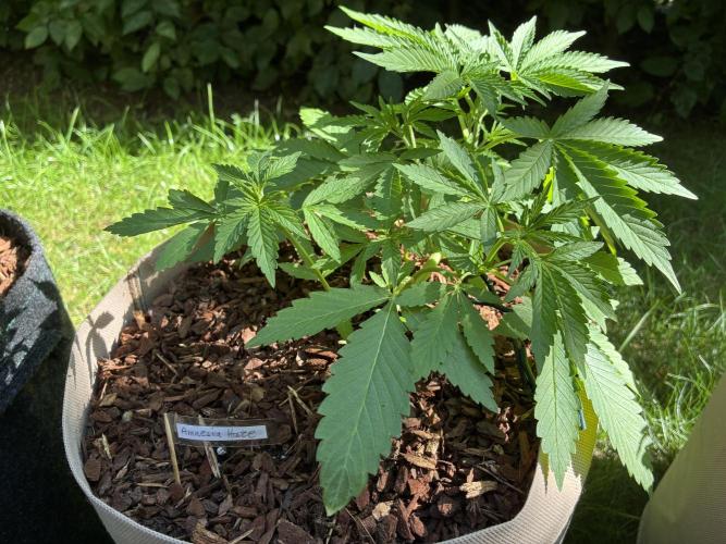 Auto Strains 2026. Week 4