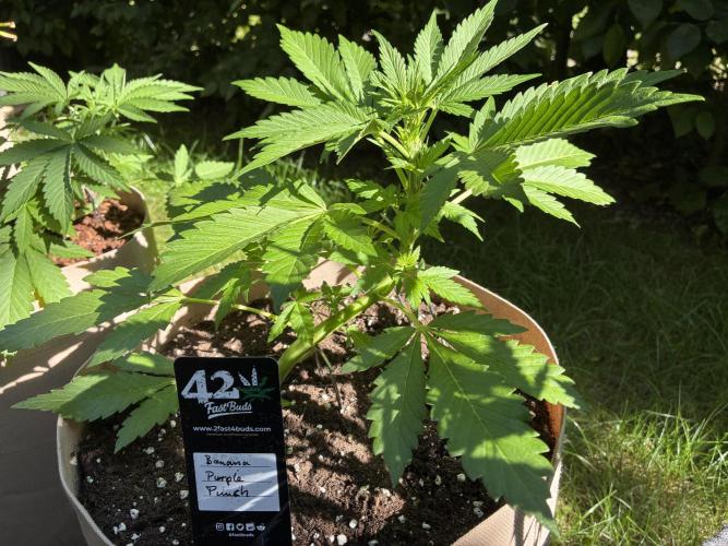 Auto Strains 2026. Week 4