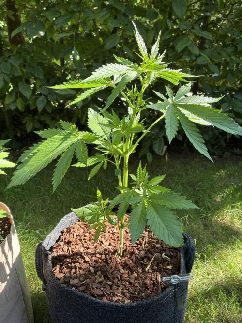 Auto Strains 2026. Week 4