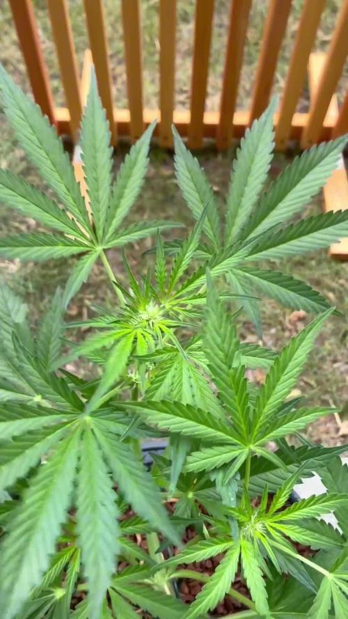 Black Orchid Auto (CCG - Sensible Seeds)