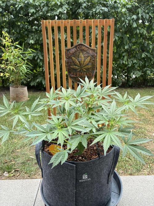 Black Orchid Auto (CCG - Sensible Seeds). Week 5
