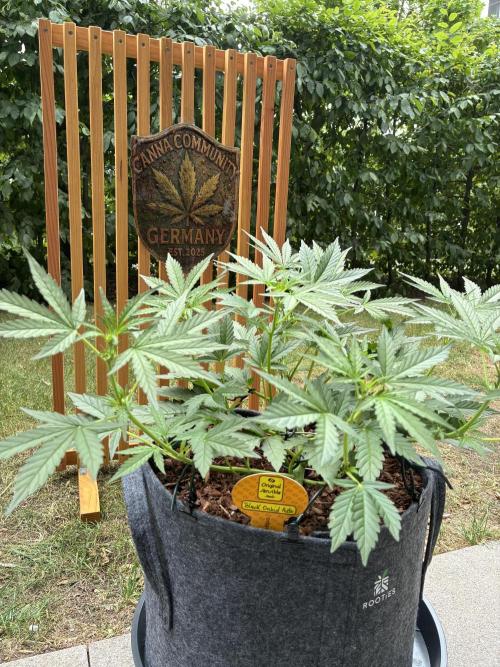 Black Orchid Auto (CCG - Sensible Seeds). Week 5