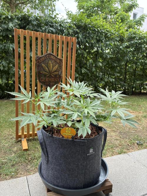 Black Orchid Auto (CCG - Sensible Seeds). Week 5