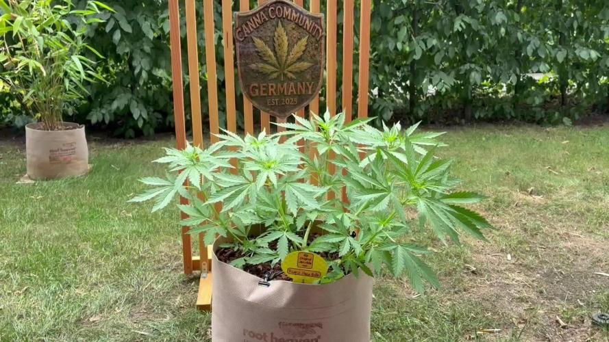 Purple Haze Auto (CCG - Sensible Seeds)
