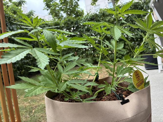 Purple Haze Auto (CCG - Sensible Seeds). Week 5