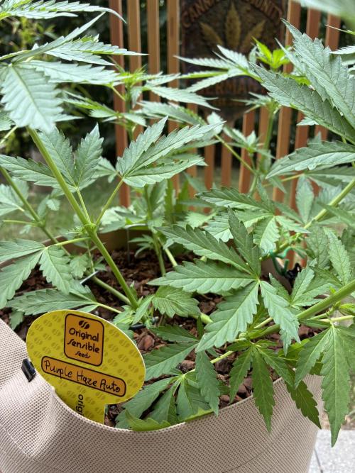 Purple Haze Auto (CCG - Sensible Seeds). Week 5