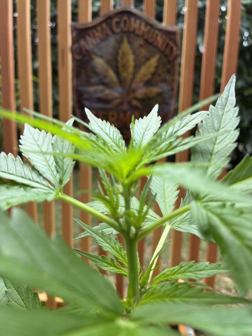 Purple Haze Auto (CCG - Sensible Seeds). Week 5