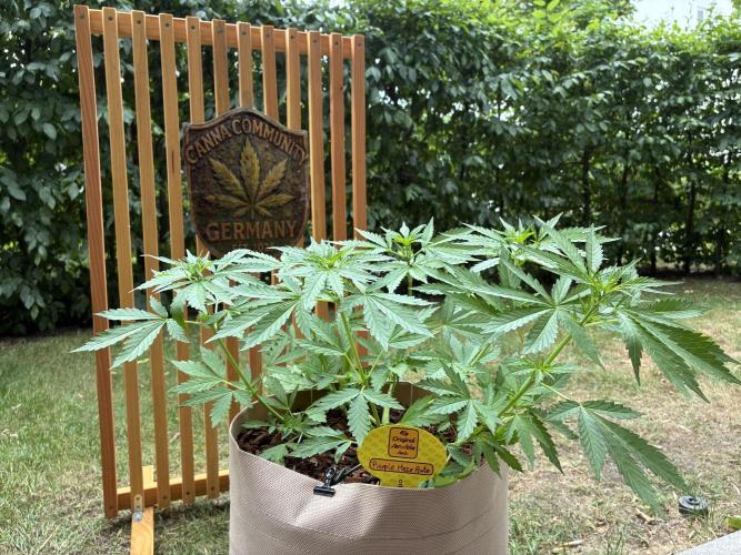 Purple Haze Auto (CCG - Sensible Seeds). Week 5