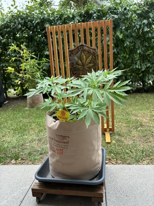 Purple Haze Auto (CCG - Sensible Seeds). Week 5
